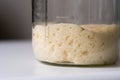 Close-up of pÃÂ¢te fermentÃÂ©e or old dough in mason jar, ready for leavening bread dough Royalty Free Stock Photo