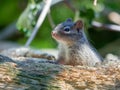 Close-up on PÃÂ¨re David`s rock squirrel sitting on the wooden branch Royalty Free Stock Photo