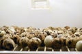 A close up of quail eggs in an incubator Royalty Free Stock Photo