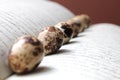 Close up of quail eggs on an opened book