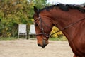 A close up of a quarter horse head with bridle while being ridden Royalty Free Stock Photo