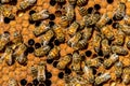 The queen bee swarm - selective focus Royalty Free Stock Photo