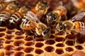 close-up of queen bee among worker bees on comb Royalty Free Stock Photo