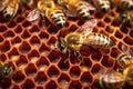 close-up of queen bee among worker bees on comb Royalty Free Stock Photo