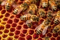 close-up of queen bee among worker bees on comb Royalty Free Stock Photo