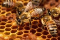 close-up of queen bee among worker bees on comb Royalty Free Stock Photo
