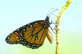 Close up of The Queen Butterfly Danaus gilippus Royalty Free Stock Photo