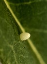 Queen butterfly egg