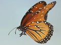 A Close Up of a Queen Butterfly Royalty Free Stock Photo