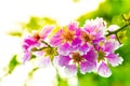Close up of Queen's Flower or Queen's crape myrtle on bokeh nature background