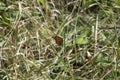 close-up: Queen of Spain fritillary butterfly deep orange-violet wings with rounded black spots