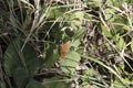 close-up: Queen of Spain fritillary butterfly deep orange-violet wings with rounded black spots