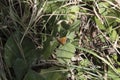 close-up: Queen of Spain fritillary butterfly deep orange-violet wings with rounded black spots