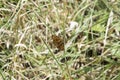 close-up: Queen of Spain fritillary butterfly deep orange-violet wings with rounded black spots