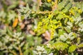 Close up of Quercus durata California scrub oak, leather oak flowers, San Francisco bay, California Royalty Free Stock Photo