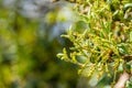 Close up of Quercus durata California scrub oak, leather oak flowers, south San Francisco bay, California Royalty Free Stock Photo