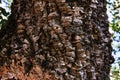 Close up of quercus suber, corkwood oak Royalty Free Stock Photo