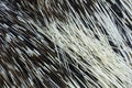 Close-up of the quills of a Porcupine