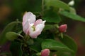 Quince flower