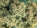 quinoa plant growing seed heads grow