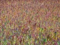 Close-up of quinoa plantation