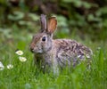 Close up Rabbit profile in his habitat natural with insect