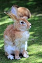 Close Up of a Rabbit