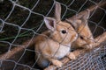 rabbits in a cage on a farm