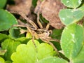 Close-up of a rabid wolf spider slowly crawling on a lush, leaf-covered plant