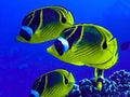 Close Up Raccoon Butterfly Fish Underwater