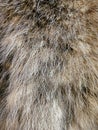 Close-up of Raccoon Fur