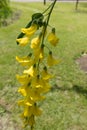 Closeup of raceme of laburnum flowers Royalty Free Stock Photo