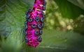 Close-up of Raceme ?? phytolacca acinosa purple black berries also known as pokeweeds, pokebush, pokeberry, pokeroot or poke Royalty Free Stock Photo