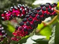 Close-up of Raceme ?? phytolacca acinosa purple black berries also known as pokeweeds, pokebush, pokeberry, pokeroot or poke Royalty Free Stock Photo