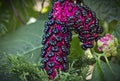 Close-up of Raceme ?? phytolacca acinosa purple black berries also known as pokeweeds, pokebush, pokeberry, pokeroot or poke Royalty Free Stock Photo