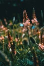 Close-up of a raceme of small pinky flowers Royalty Free Stock Photo