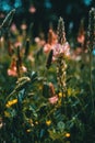 Close-up of a raceme of small pinky flowers Royalty Free Stock Photo