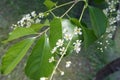 Closeup of racemes of Prunus serotina Royalty Free Stock Photo