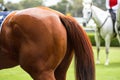 Close up of a racing horse back before the race Royalty Free Stock Photo