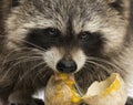 Close-up of a Racoon facing, Procyon Iotor, eating an egg