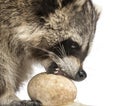 Close-up of a Racoon, Procyon Iotor, eating an egg, isolate