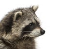 Close-up of a racoon, Procyon Iotor, isolated