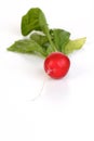 Close-up of raddish on white background Royalty Free Stock Photo