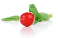Close up of raddish on white background Royalty Free Stock Photo