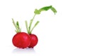 Close-up of raddish on white background Royalty Free Stock Photo
