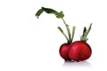 Close-up of raddish on white background Royalty Free Stock Photo