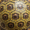Tortoises are native to Madagascar and are known for their striking shell Royalty Free Stock Photo