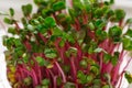 Close-up of radish microgreens - green leaves and purple stems. Sprouting Microgreens. Seed Germination at home. Vegan and healthy