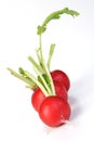 Close-up of radish on white background