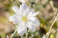 Close up of Rafinesquia neomexicana, also known as Desert Chicory, Plumeseed or New Mexico Plumeseed; Anza Borrego Desert State